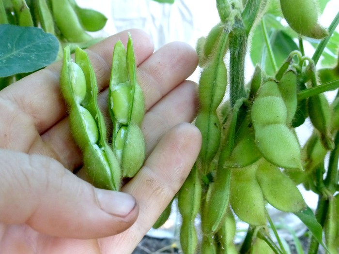 Tìm hiểu nhu cầu dinh dưỡng của cây đậu tương - kythuatcanhtac.com