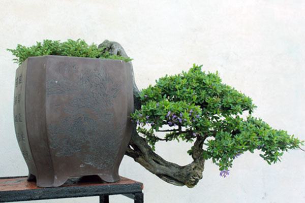 bonsai-dang-huyen-6a - kythuatcanhtac.com