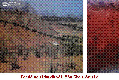 Đất nâu đỏ trên đá vôi - kythuatcanhtac.com