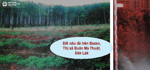 Đất nâu đỏ trên Bazan 2 - kythuatcanhtac.com