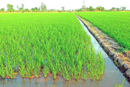 Luôn duy trì mực nước nông 3 - 5 cm để giữ ấm cho cây lúa - kythuatcanhtac.com