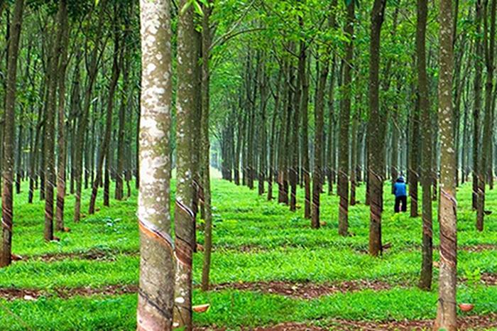 kỹ thuật trồng và chăm sóc cây cao su - kythuatcanhtac.com