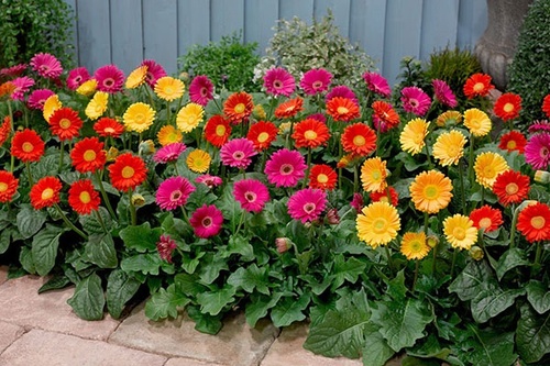 Hoa Cúc - Đặc điểm, ý nghĩa, công dụng và cách trồng giúp hoa nở đẹp - 5 - kythuatcanhtac.com