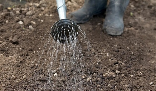 Tưới nhẹ để làm ẩm đất trước khi gieo hạt - kythuatcanhtac.com