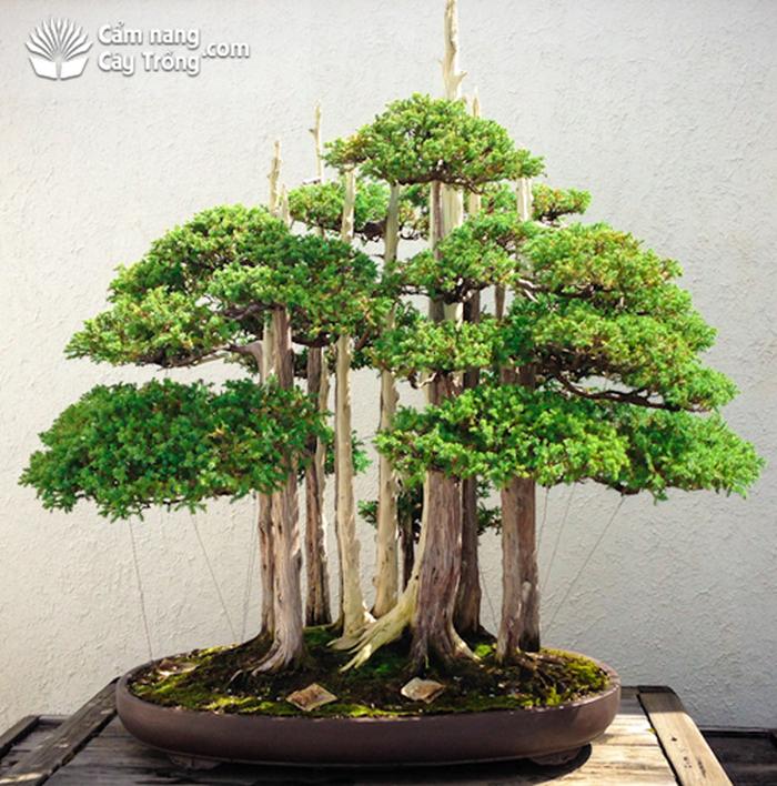 Bonsai là kỹ thuật tạo cho cây dáng vẻ cổ thụ với sức sống khoẻ mạnh - kythuatcanhtac.com