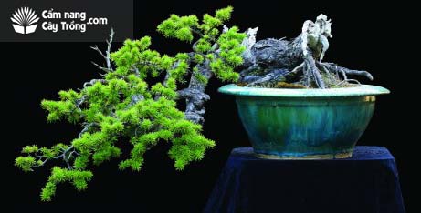 Cây cảnh (bonsai) giúp con người hoà hợp với thiên nhiên - kythuatcanhtac.com