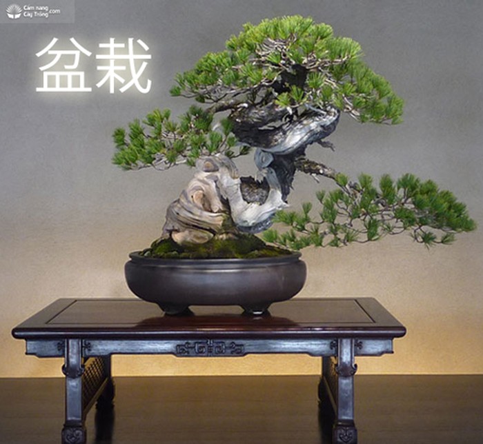Bonsai (盆栽) có nghĩa là cây con trồng trong chậu - kythuatcanhtac.com