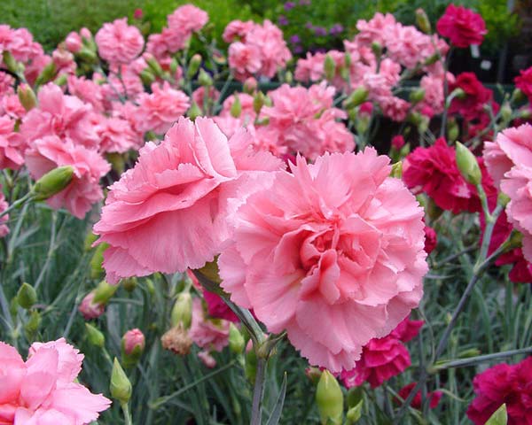 Hoa cẩm chướng kép nhiều màu sắc - kythuatcanhtac.com