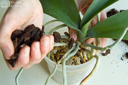 Đối với lan đơn thân thì trồng cây ở chính giữa chậu, không trồng ở mép chậu - kythuatcanhtac.com