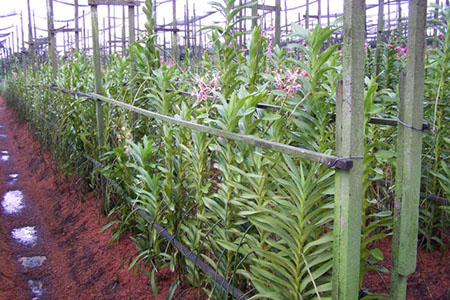 Kỹ thuật trồng lan thành luống - kythuatcanhtac.com