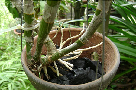 Đối với lan đa thân thường phân nhánh mạnh, phát triển theo chiều ngang, nên trồng lan con ở mép chậu và hướng cây phát triển vào giữa chậu - kythuatcanhtac.com