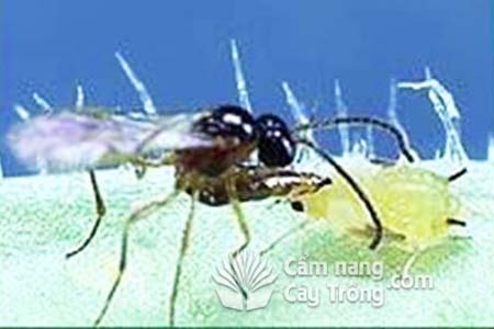 Ong bắp cày tấn công rệp vừng - kythuatcanhtac.com