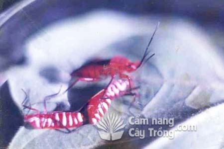 Bọ xít đỏ ăn bọ xít hại xơ bông - kythuatcanhtac.com