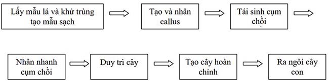 Các  giai đoạn trong quy trình nuôi  cấy mô hoa hồng môn - kythuatcanhtac.com