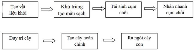 Các giai đoạn trong quy trình nhân giống hoa đồng tiền bằng phương pháp invitro - kythuatcanhtac.com