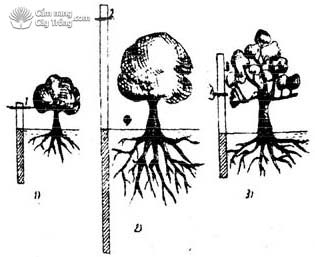 Tán cây sầu riêng qua các giai đoạn sinh trưởng - kythuatcanhtac.com