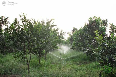 Tưới nước cho vườn cây - kythuatcanhtac.com