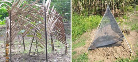 Che nắng cho cây bằng lá dừa và che nắng cho cây bằng lưới - kythuatcanhtac.com