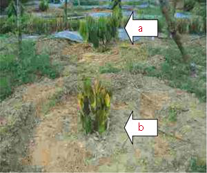 Cây được tủ gốc còn xanh tươi - Cây không được tủ gốc đã héo vàng trong mùa khô - kythuatcanhtac.com