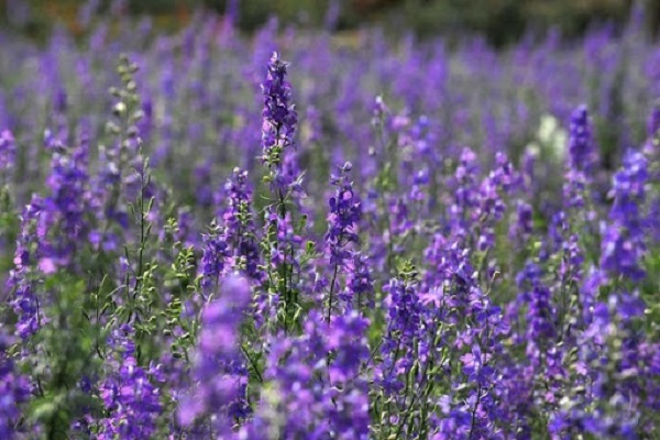Hoa Violet: Hình ảnh, cách cắm và ý nghĩa loài hoa màu tím tuyệt đẹp - 3 - kythuatcanhtac.com