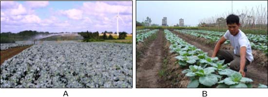 (A) Sử dụng nguồn nước không bị ô nhiễm để tưới cải bắp; (B) Làm sạch cỏ cho ruộng cải bắp. - kythuatcanhtac.com