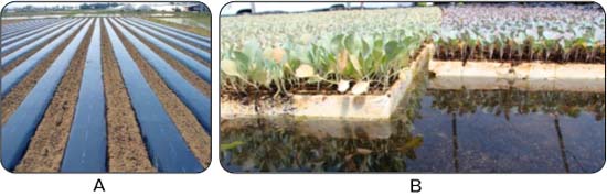 (A) Áp dụng Poly-Etylen phủ đất (màng phủ nông nghiệp); (B) Nông dân xử lý rễ cây con bằng thuốc hóa học trước khi trồng. - kythuatcanhtac.com