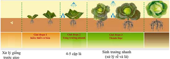 Mô tả các giai đoạn sinh trưởng cơ bản của cây cải bắp - kythuatcanhtac.com