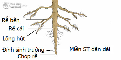 Cấu tạo của rễ cây - kythuatcanhtac.com
