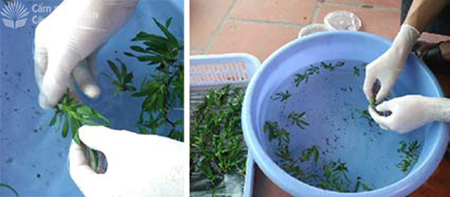 Rửa sạch môi trường bám trên lan nuôi cấy mô - kythuatcanhtac.com