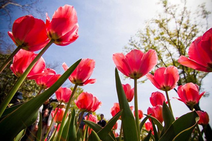 biện pháp kỹ thuật giúp hoa tulip nở hoa đúng dịp tết  - kythuatcanhtac.com
