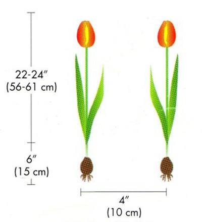 Biện pháp kỹ thuật giúp hoa tulip nở hoa đúng dịp tết - kythuatcanhtac.com