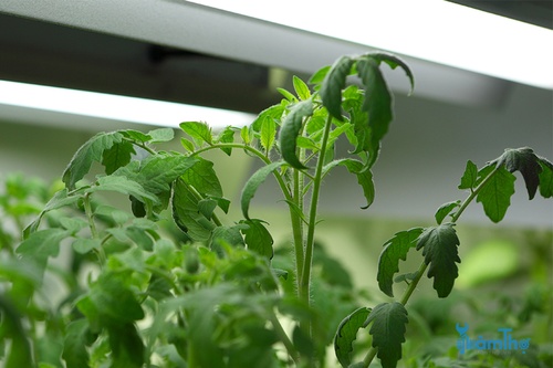 Cách trồng cà chua hữu cơ trong nhà thành công - kythuatcanhtac.com