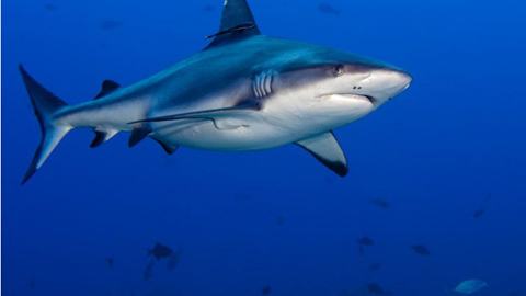 Con người và các mối đe dọa đến cá mập - kythuatcanhtac.com