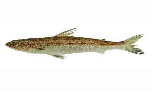Cá Mối - Đặc điểm sinh học của Cá Mối 5 - kythuatcanhtac.com