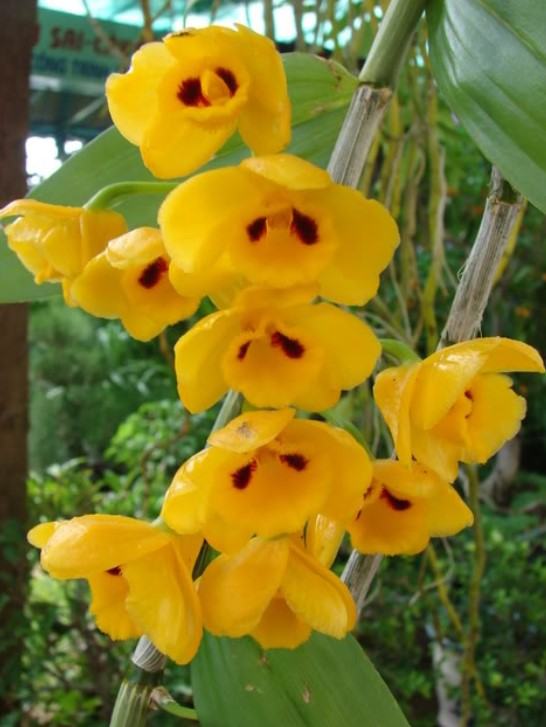 Hoa lan phi điệp vàng - Nguồn gốc, đặc điểm, cách trồng và chăm sóc hoa lan phi điệp vàng 14 - kythuatcanhtac.com