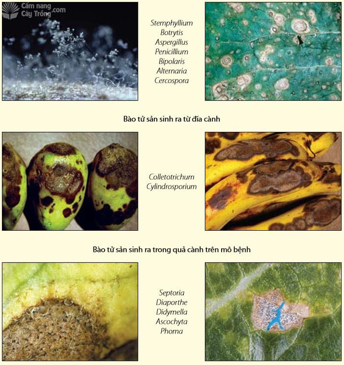 Sự hình thành bào tử trên lá của nhiều nấm bệnh khác nhau - kythuatcanhtac.com