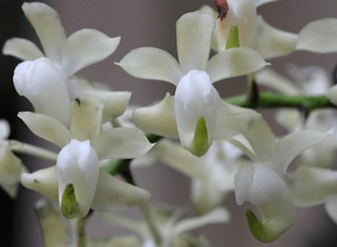 Hoa lan bạch nhạn - Nguồn gốc, đặc điểm, cách trồng và chăm sóc hoa lan bạch nhạn 19 - kythuatcanhtac.com