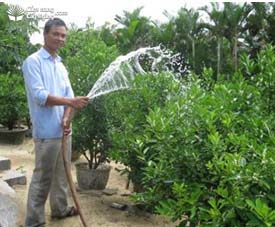 Tưới nước cho cây quất (tắc) giai đoạn ra hoa tạo quả - kythuatcanhtac.com