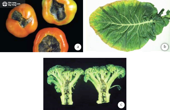 Thiếu dinh dưỡng gây ra các triệu chứng giống bệnh: (a) thối cuống quả do thiếu canxi ở cây cà chua, (b) thiếu kali ở câyhọ thập tự, (c) thiếu boron ở cây súp lơ xanh - kythuatcanhtac.com