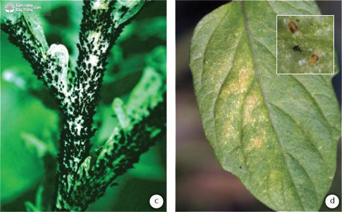 (c) rệp gây hại, (d) lá có màu đồng thau điển hình do nhện chích hút ở mặt dưới của lá (hình trong) - kythuatcanhtac.com