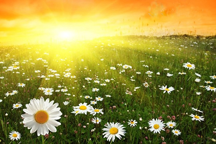 ánh nắng ảnh hưởng đến sự phát triển hoa cúc - kythuatcanhtac.com