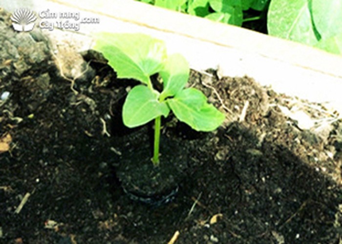 Bón lót khi trồng dưa leo - kythuatcanhtac.com