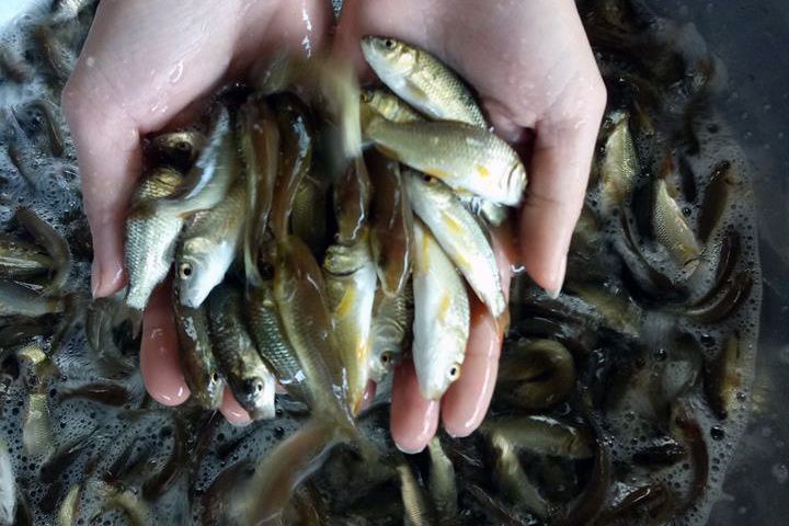 Mua bán cá giống ở Cần Thơ. Các trại bán cá giống uy tín ở Cần Thơ - kythuatcanhtac.com