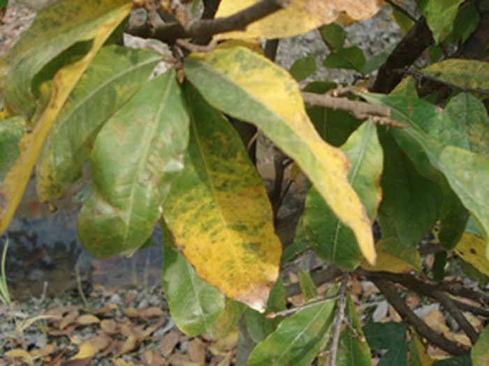 Vàng lá trên cây mai do thiếu các yếu tố dinh dưỡng vi lượng  - kythuatcanhtac.com