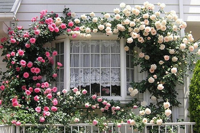 hoa hồng cẩm nang cây trồng - kythuatcanhtac.com