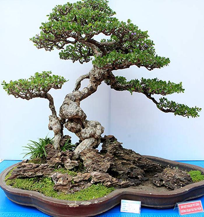 quy tắc trồng cây bonsai - kythuatcanhtac.com
