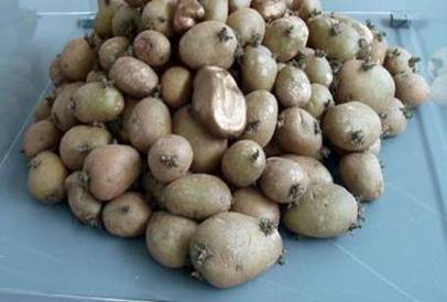 Củ khoai tây giống trẻ sinh lý - kythuatcanhtac.com