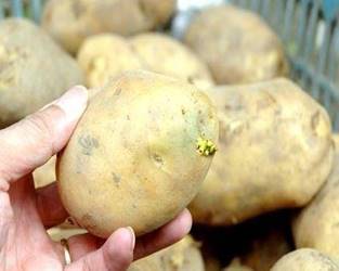 Củ khoai tây quá trẻ sinh hóa - kythuatcanhtac.com