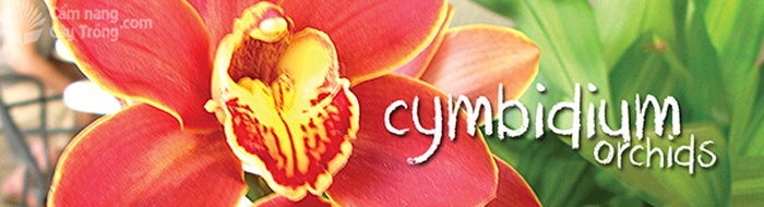 Hoa địa lan Cymbidium orchid - kythuatcanhtac.com