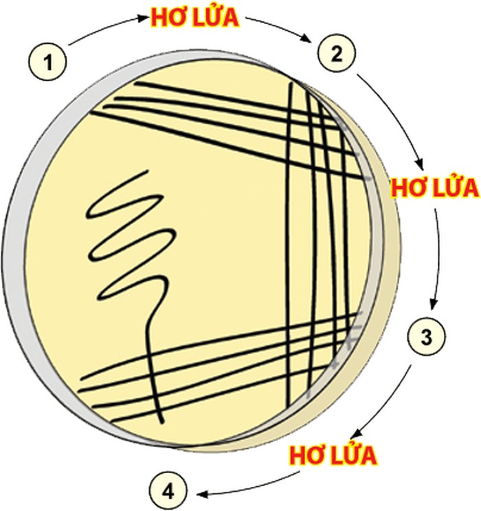 Sơ đồ minh họa đĩa cấy vi khuẩn, cho thấy thứ tự các vạch cấy và hơ lửa khử trùng que cấy giữa các bước - kythuatcanhtac.com